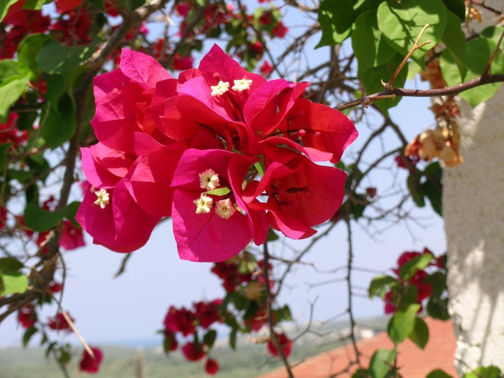 Fenareti Village House Makhairoi ภายนอก รูปภาพ